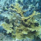 Elkhorn Coral