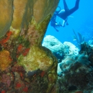 A member of the science team conducts a survey behind Elkhorn Coral.