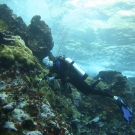 A member of the Science team conducts a coral survey.