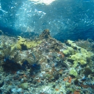 Several types of soft and hard corals dot this coralscape.