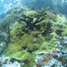 Elkhorn Coral dominates this scene with Sea Rods, Sea Fans, and Yellow Tube Sponges