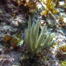 A Sea Rod with polyps extended.