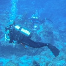 Members of the Science team conduct a fish survey.