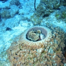 Leathery Barrel Sponge with Lettuce Coral.
