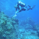 A member of the Science team conducts a fish survey.