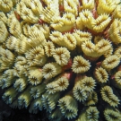 Smooth Flower Coral