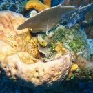 Leathery Barrel Sponge with Lettuce Coral, Sea Fans and a juvenile Rock Beauty.