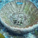 Leathery Barrel Sponge with Finger Coral and several types of fish.