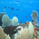 Blue Tang, Brown Chromis, and Black Durgon dot this coralscape with Elkhorn Coral and Sea Fans.