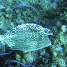 Honeycomb Cowfish