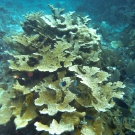 Elkhorn Coral