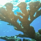 Elkhorn Coral