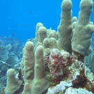 Pillar Coral