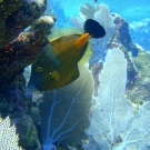 Whitespotted Filefish in orange phase.