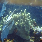 Pillar Coral