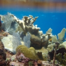 This coralscape contains Elkhorn Coral, Symmetrical Brain Coral, Blade Fire Coral, and Sea Fans.