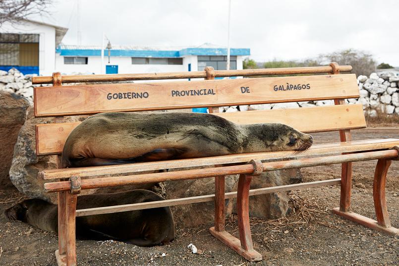 Sea lion waits for a bus. (© Andreas Krueger/UNESCO)