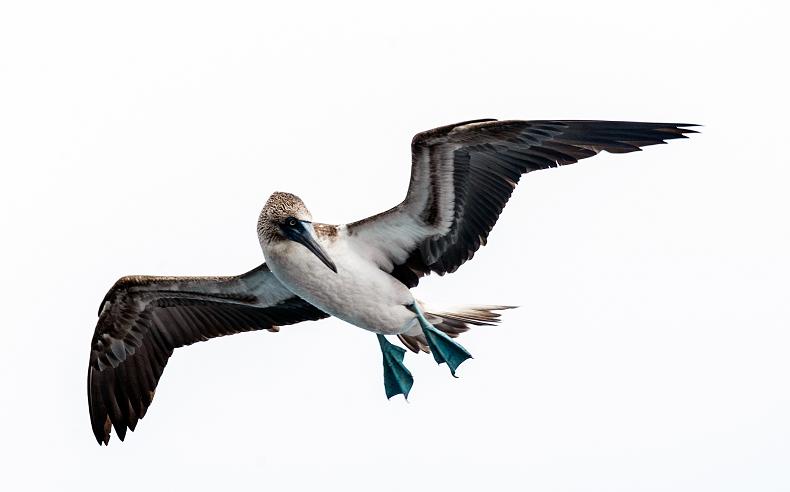 Blue footed booby, the most awesome bird ever. (© Daniel Correia/UNESCO)