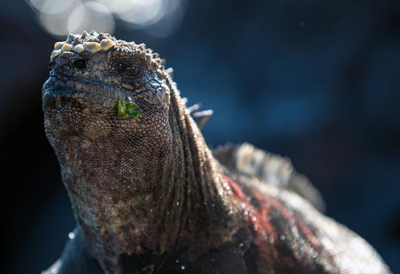 The endemic Galápagos marine iguanna, after feasting on seaweed beneath the waves. (© Daniel Correia/UNESCO)
