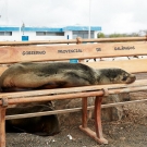 Sea lion waits for a bus. (© Andreas Krueger/UNESCO)