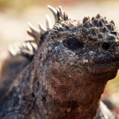 Marine iguanna. (© Andreas Krueger/UNESCO)