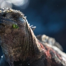 The endemic Galápagos marine iguanna, after feasting on seaweed beneath the waves. (© Daniel Correia/UNESCO)