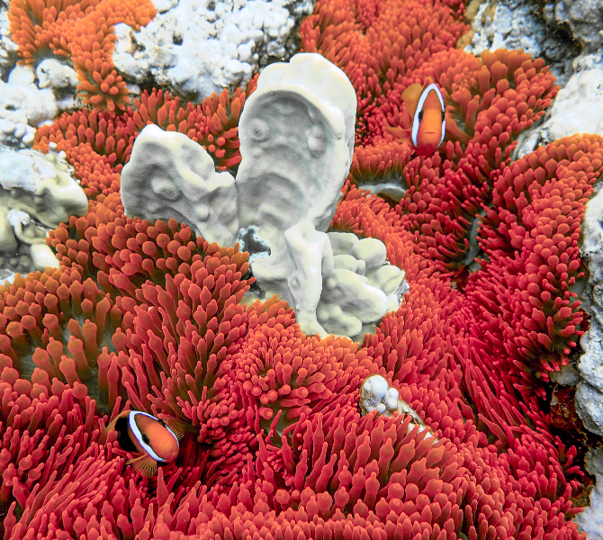 Red and black anemonefish living in a bright red anemone.