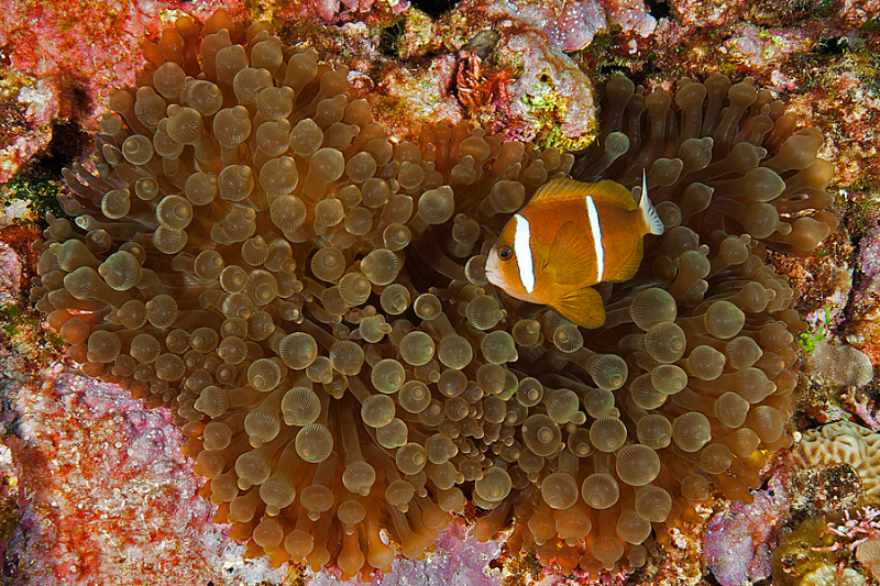 Barrier Reef Anemonefish in Bubble-tip Anemone
