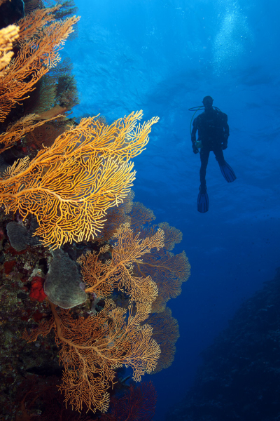 Gorgonian Corals