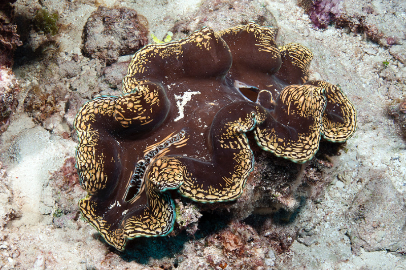 Fluted Giant Clam