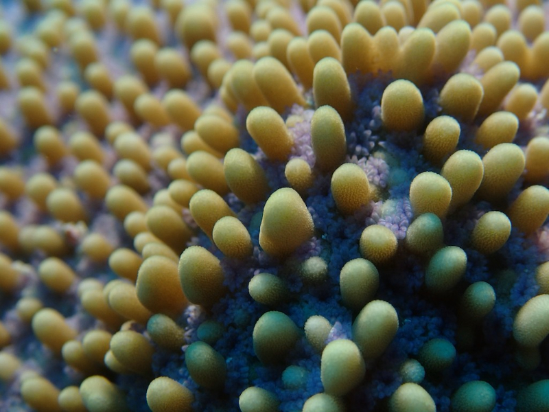 Macro view of \'Montipora\' coral.