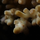 Acropora coral 