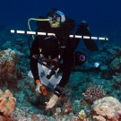 Scientist Alex Dempsey conducting benthic surveys in New Caledonia.