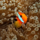 Fire Clownfish