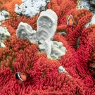 Red and black anemonefish living in a bright red anemone.