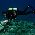 Dr. Andrew Bruckner surveying corals in New Caledonia.
