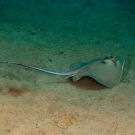 Blue spotted stingray