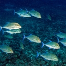 Bluefin Trevally