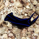 Blue Velvet Head Shield Slug