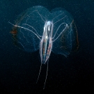 Ctenophore