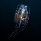 Ctenophore