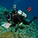 Scientist Dawn Bailey conducting coral surveys in New Caledonia.