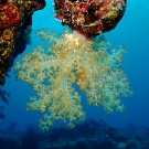 Dendronephthya soft coral 