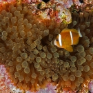 Barrier Reef Anemonefish in Bubble-tip Anemone