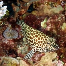 Honeycomb Grouper