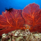 Red sea fans with black feather star