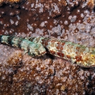 Pair of Slender Lizardfish