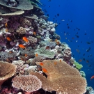 A beautiful coral reef in New Caledonia.