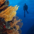 Gorgonian Corals