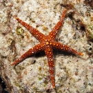 Friant\'s Sea Star